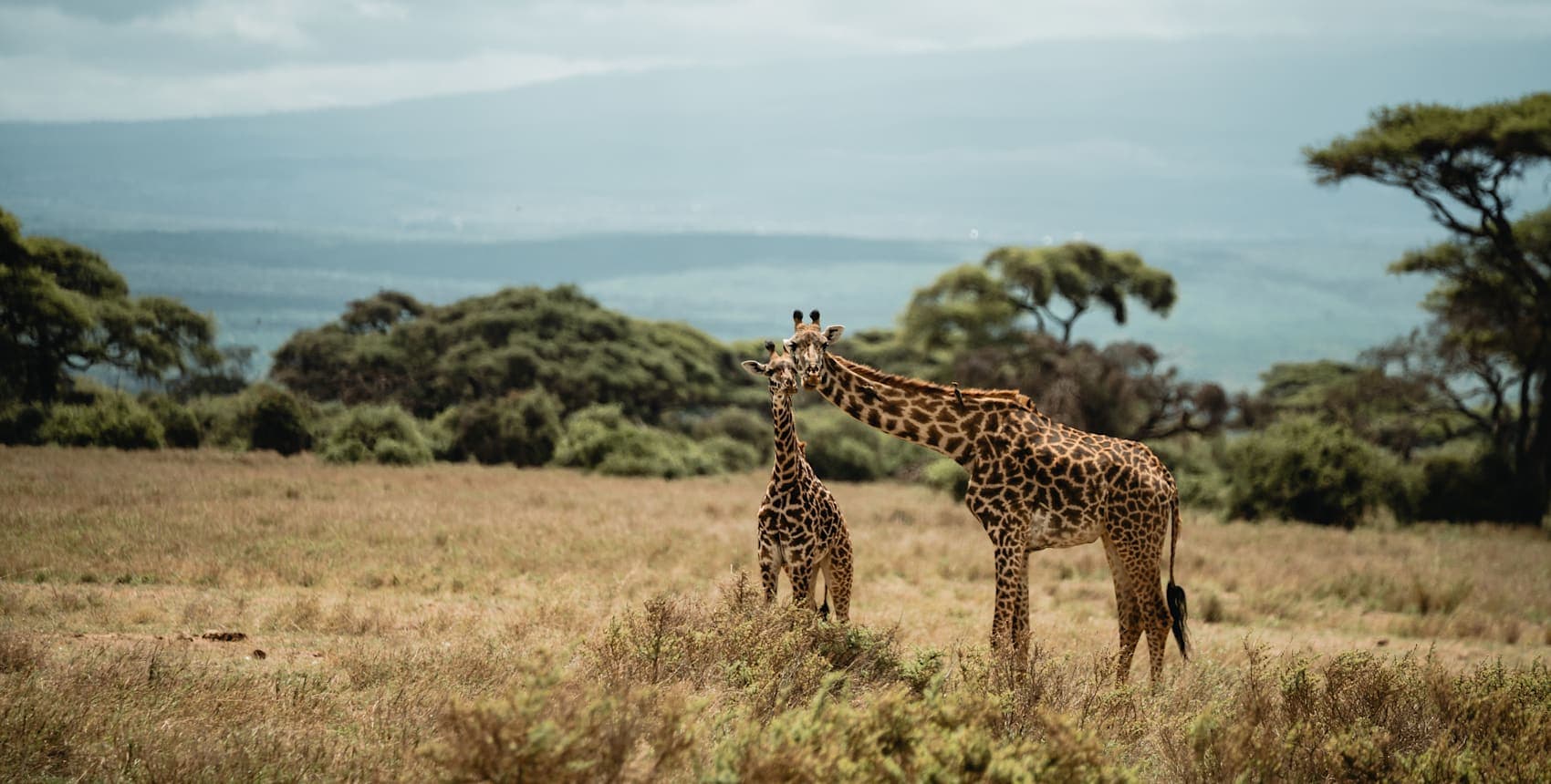 Safari, Sansibar & Kilimandscharo