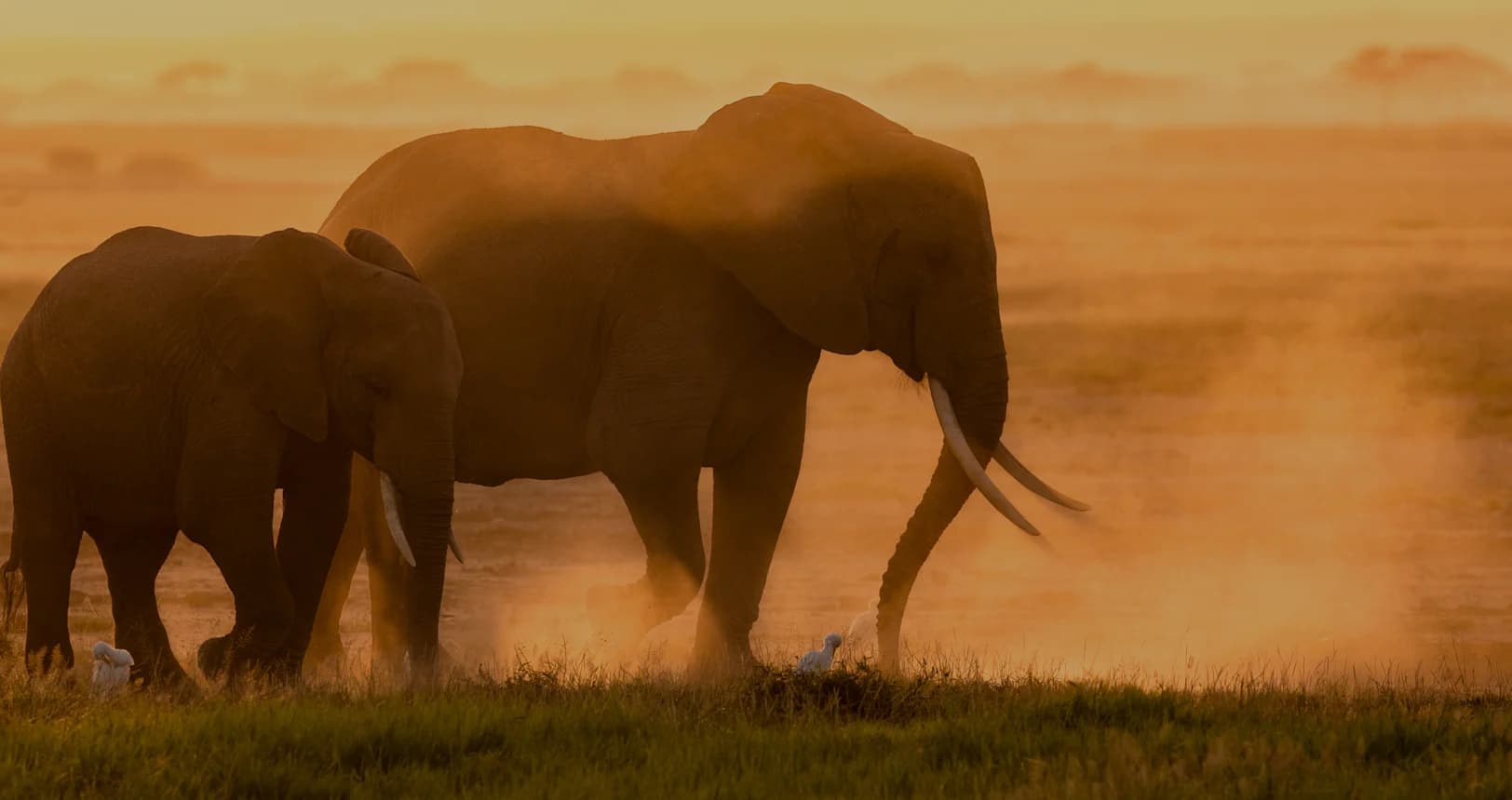 2 for 1 Südafrika