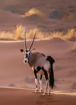 Wüsten Roadtrip & Big Five