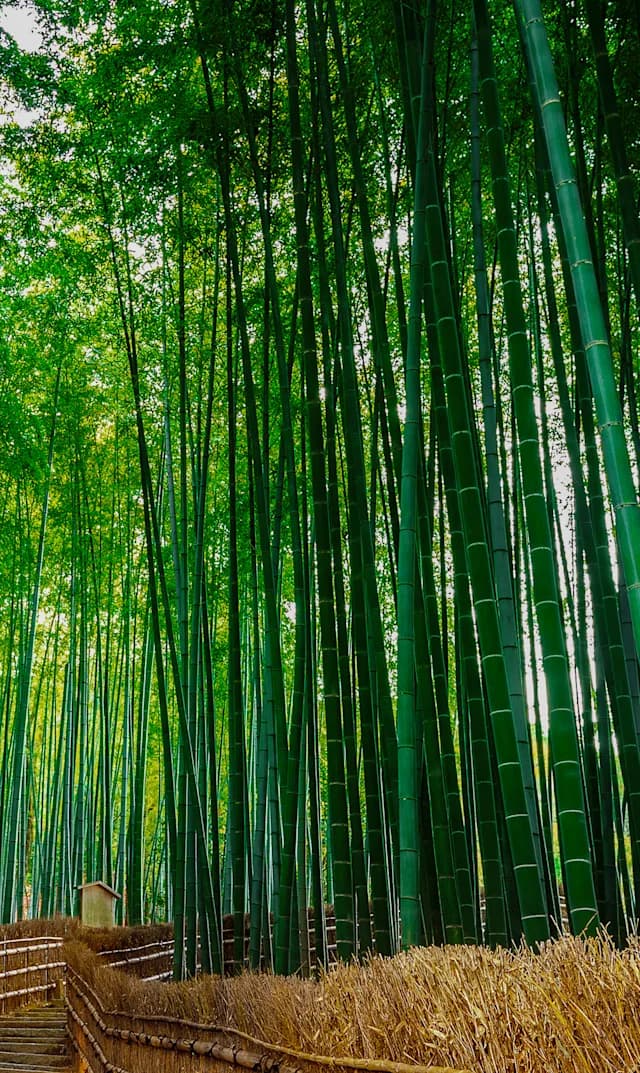 City-hopping in Japan