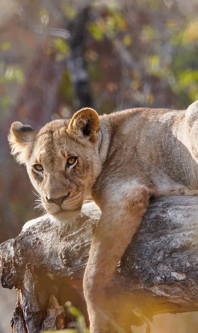 Garden Route trifft Big Five