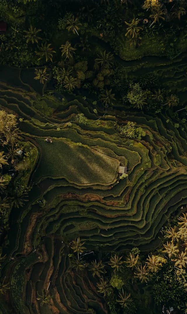 Campaign background
