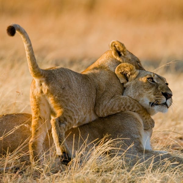 Untamed Kenya: From Roars to Reefs & Rooftops