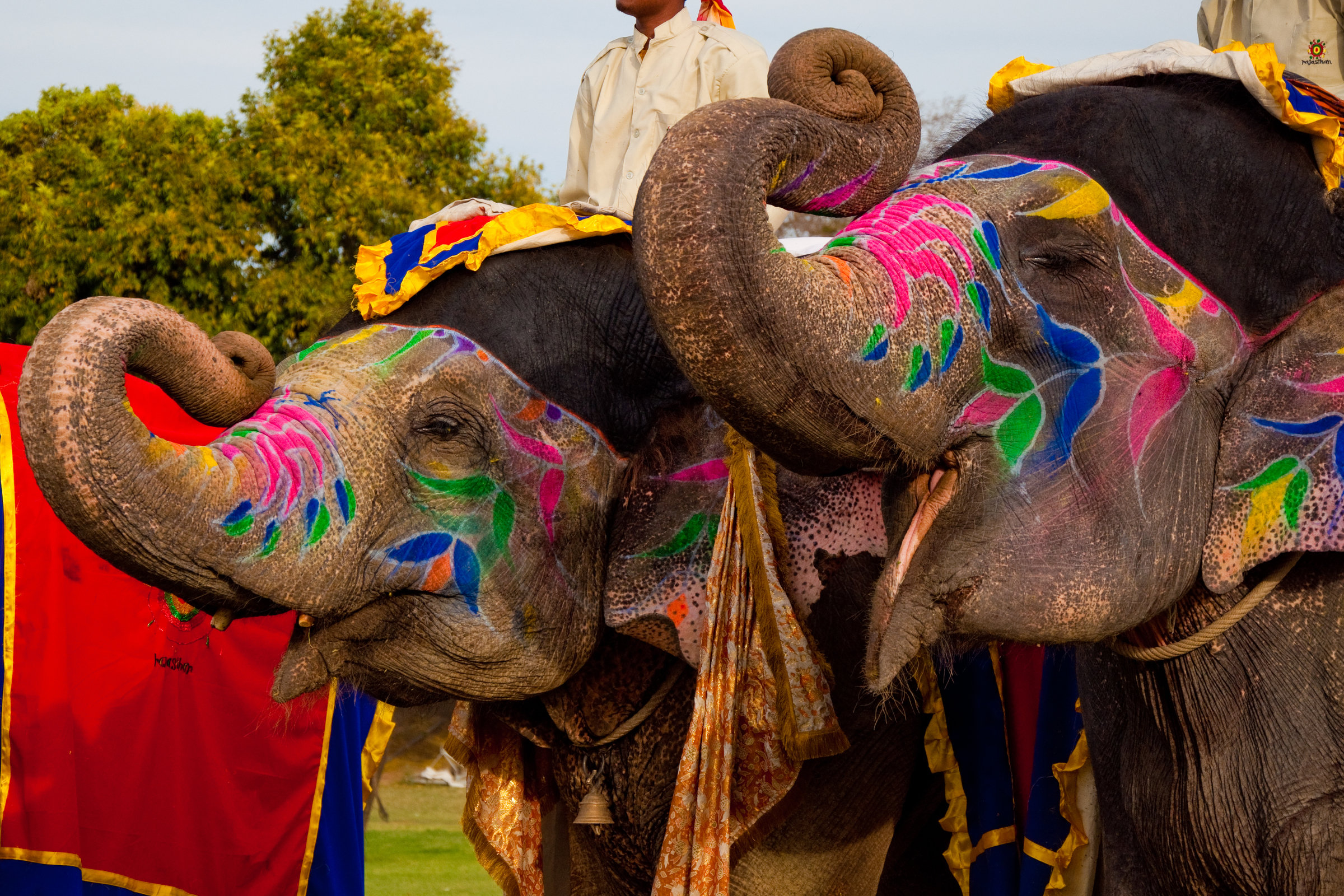 Индийские слоны живут. Фестиваль слонов — Джайпур, Индия. Фестиваль слонов в Индии. Индийский слон в Индии. Слон украшенный в Индии.