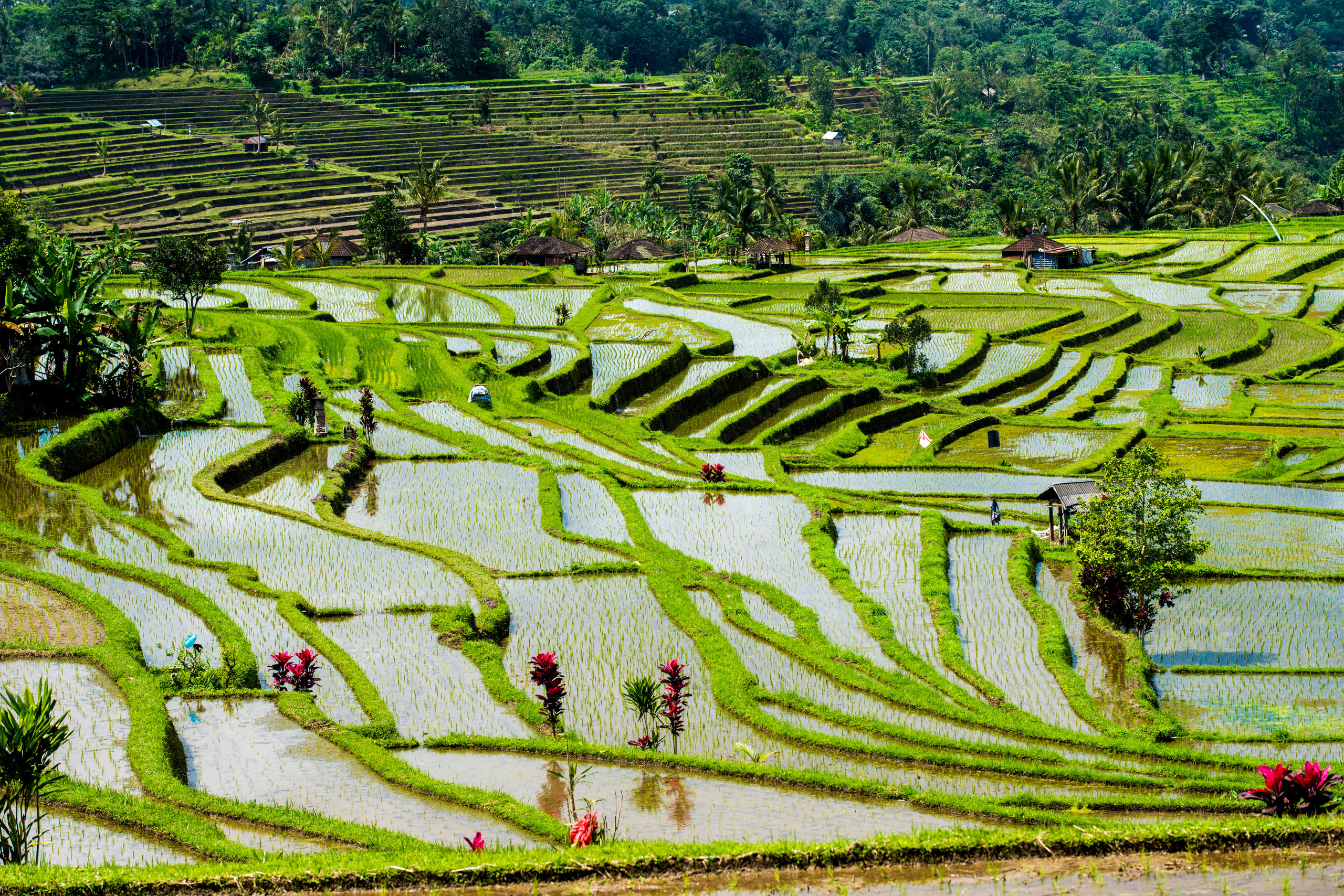 Культурный ландшафт. Рисовые террасы Бали Джатилувих. Рисовые поля Бали Убуд. Рисовые плантации Бали. Культурные ландшафты рисовые поля Индонезии.