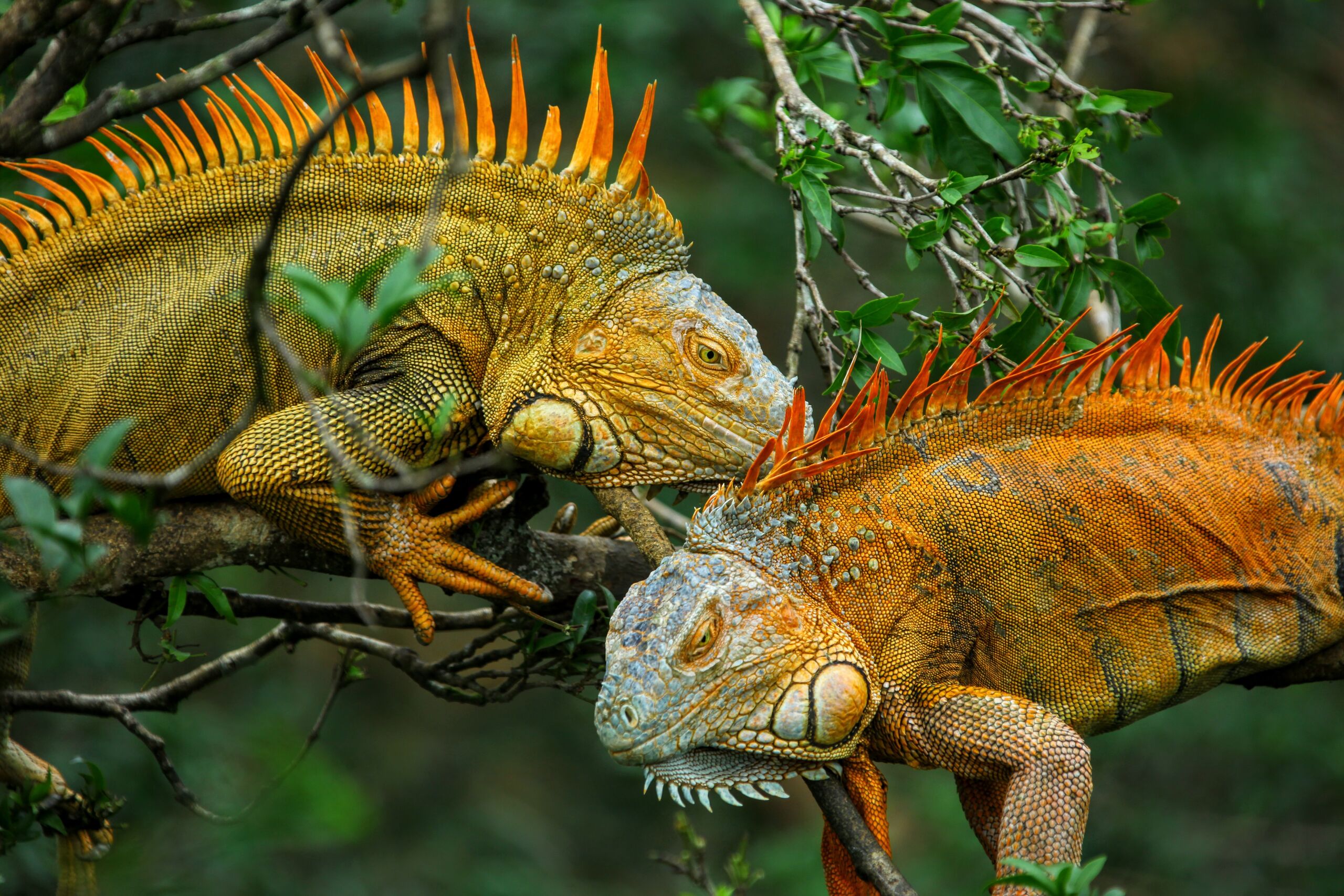 Игуана парк анапа