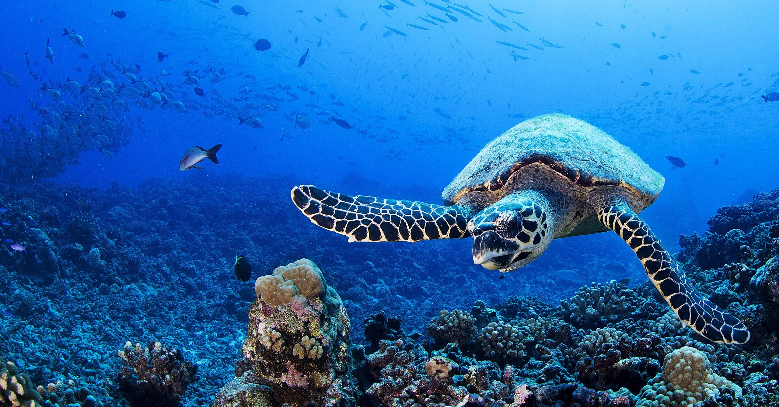 Ozeanien Rundreisen vergleichen und buchen journaway