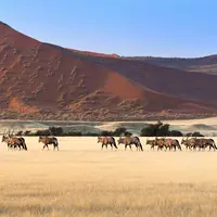 Die Bewohner der einsamen Wüste Eine kleine Gruppe Spießböcke wandert auf dürrem Gras durch die Wüste Sossusvlei, Namibia