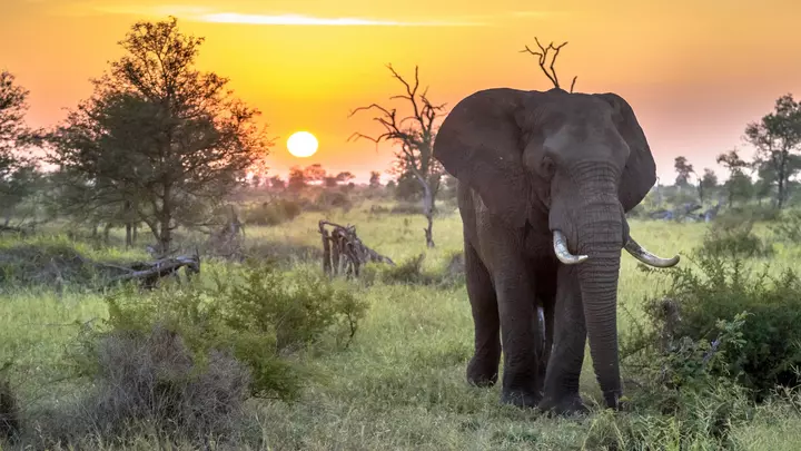 Auf Safari zu den Big 5